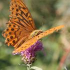 Orangener schmetterling