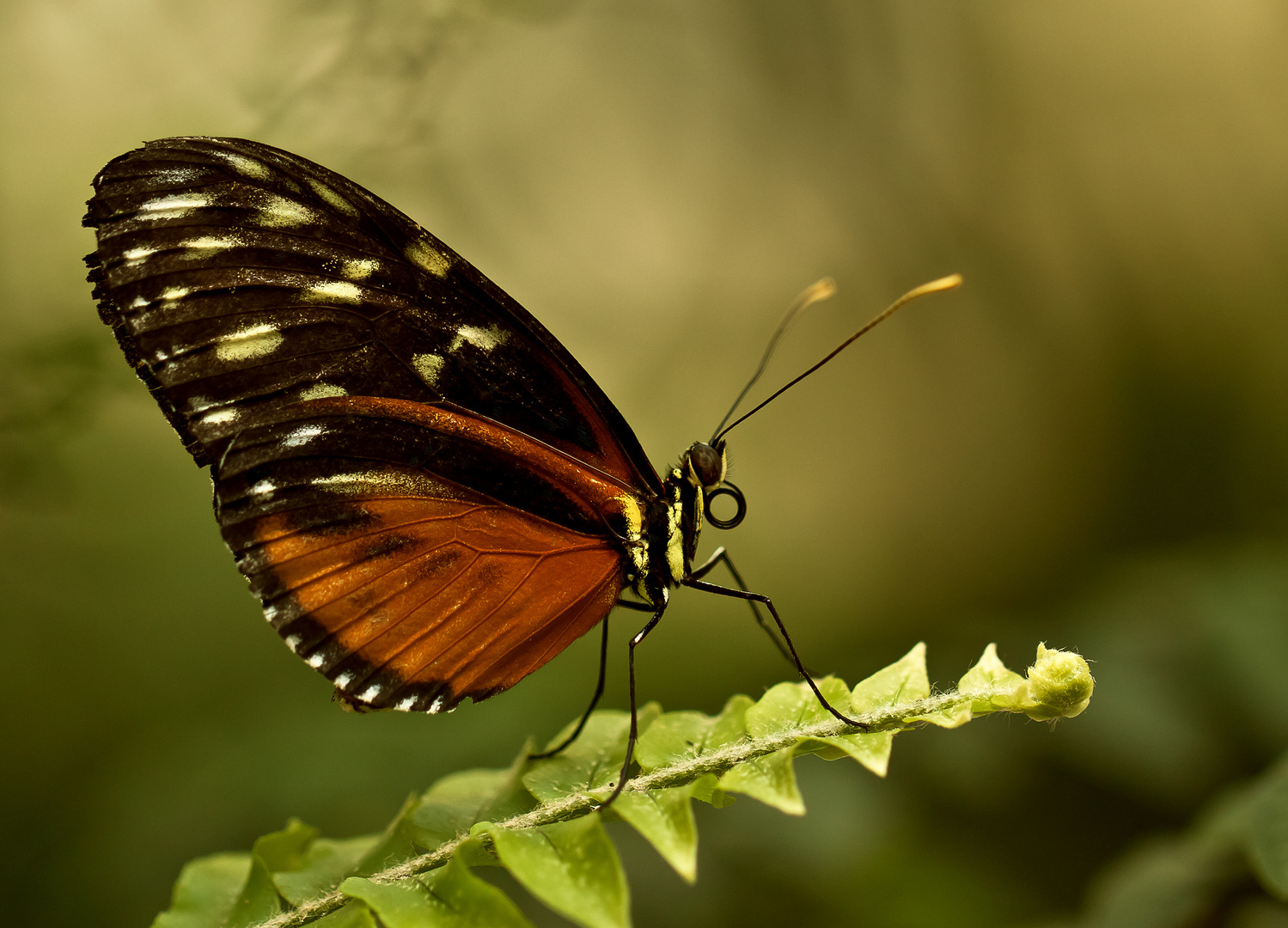 Orangener Schmetterling(2)