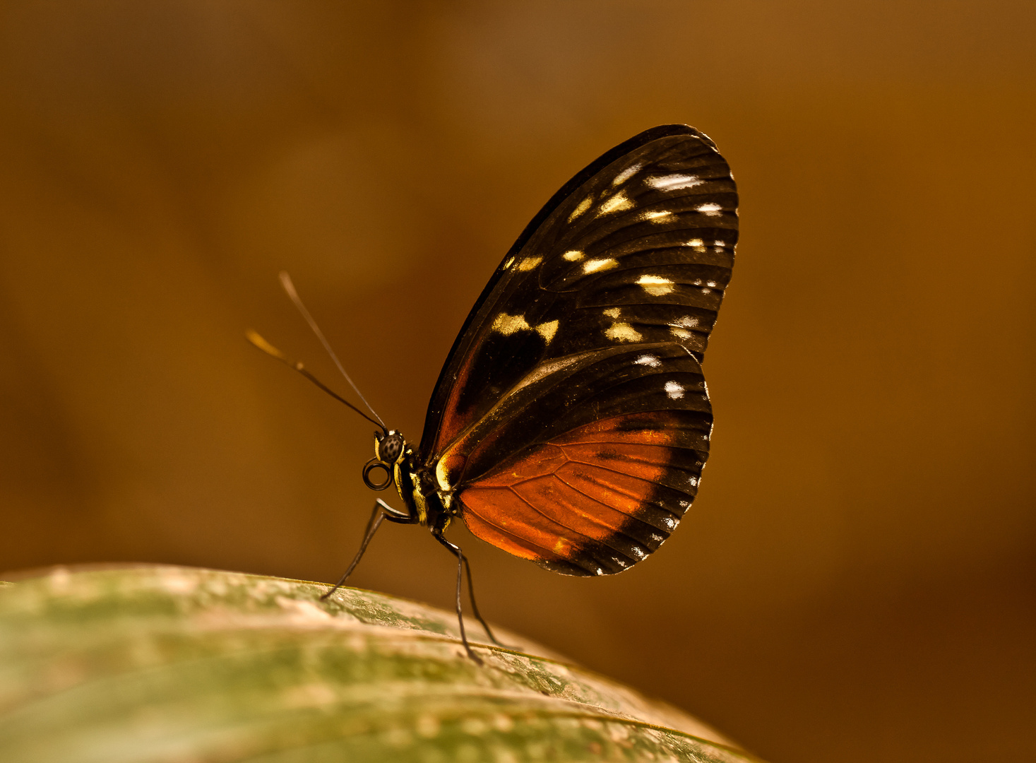 Orangener Schmetterling(3)