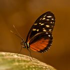 Orangener Schmetterling(3)