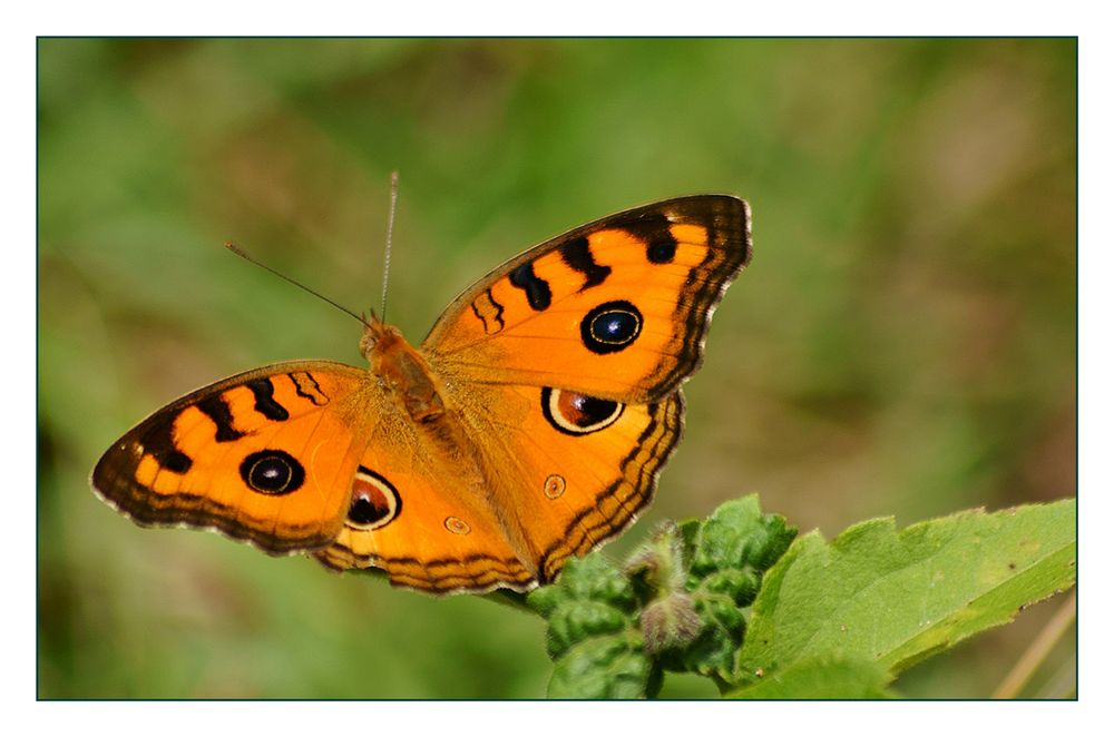 orangener Tagpfauenfalter