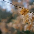 Orangenes Blatt 