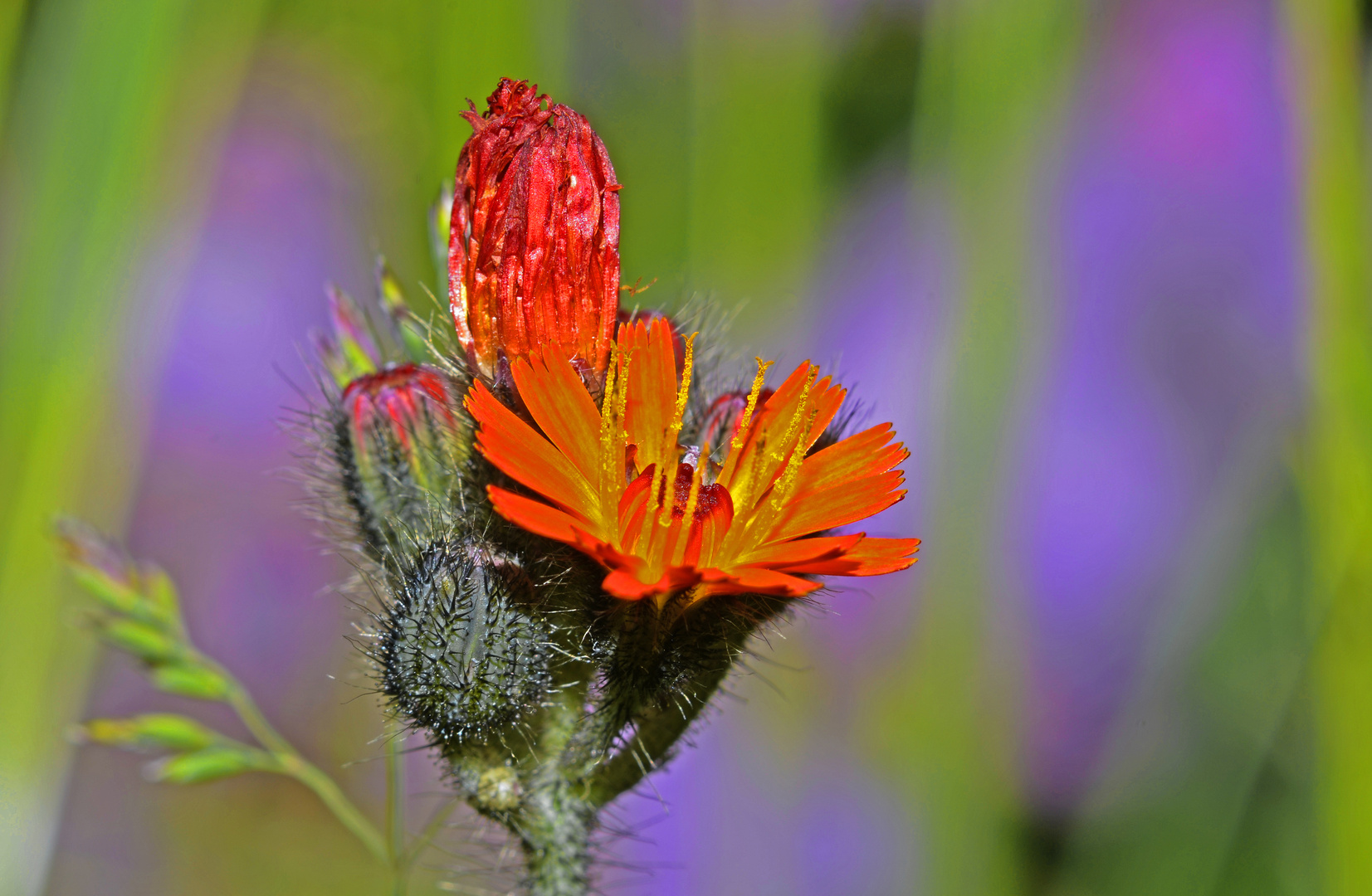 orangenes Habichtskraut auf meiner Wiese