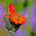 orangenes Habichtskraut auf meiner Wiese