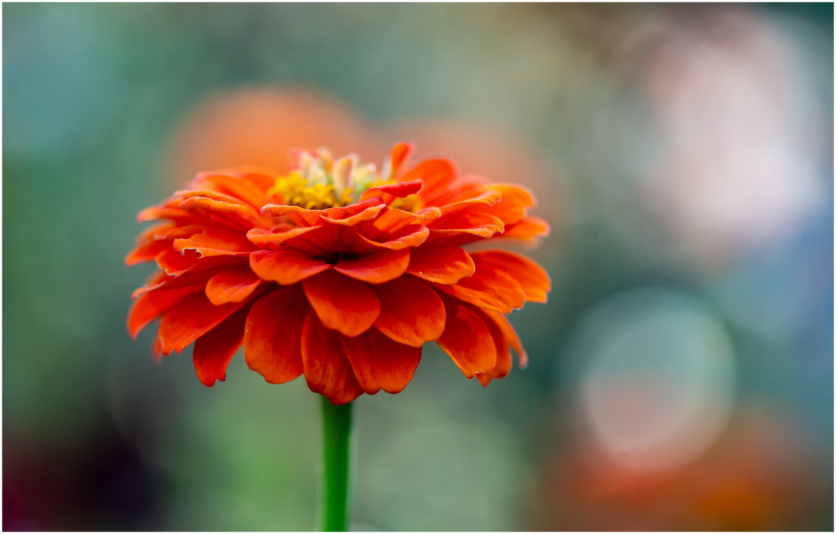 Orangenfarbige Herbstblume