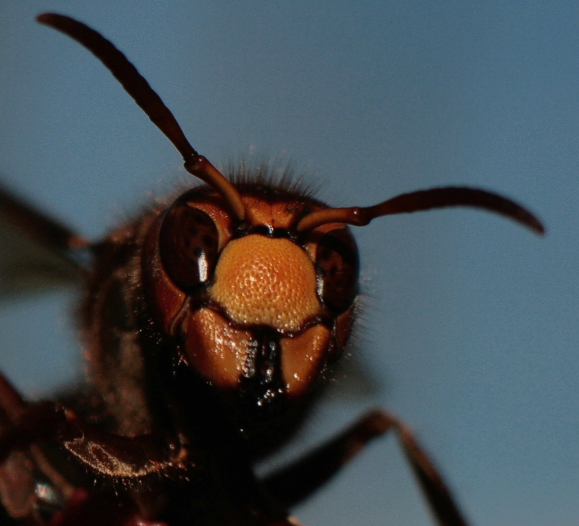 orangenhaut - auch für weibliche insekten ein problem?