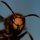 orangenhaut - auch für weibliche insekten ein problem?