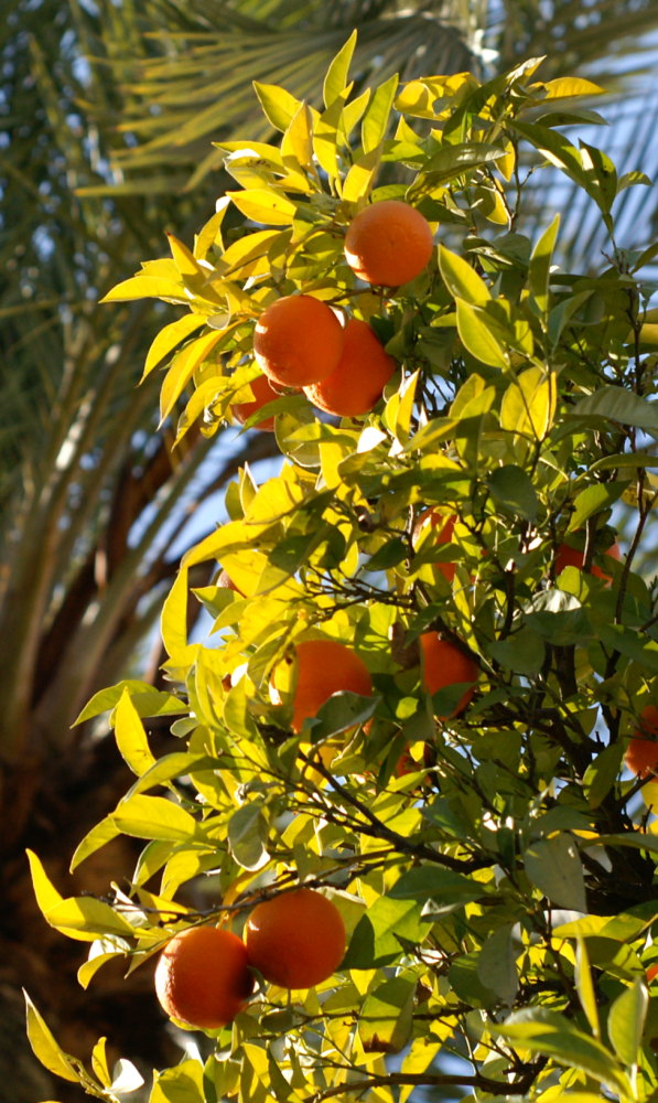 Orangenlicht in Cordoba