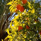 Orangenlicht in Cordoba