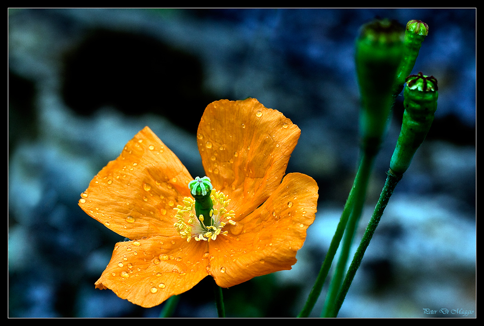 Orangenmohn