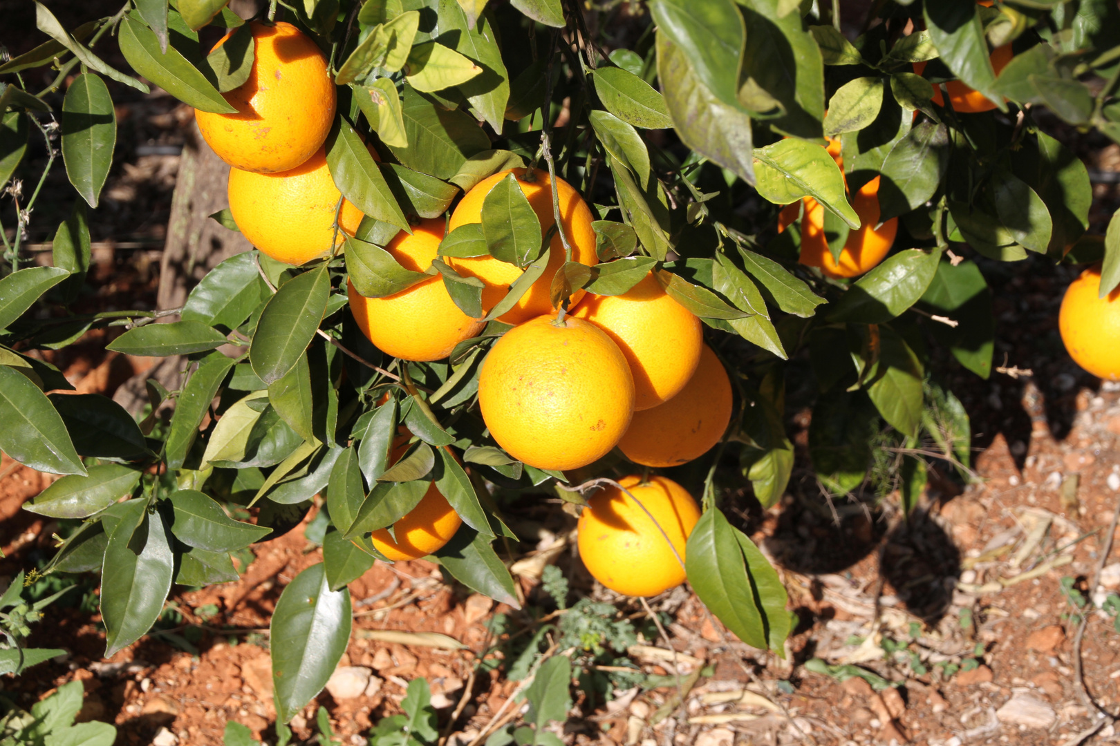 Orangenplamtage an der Costa Blanca