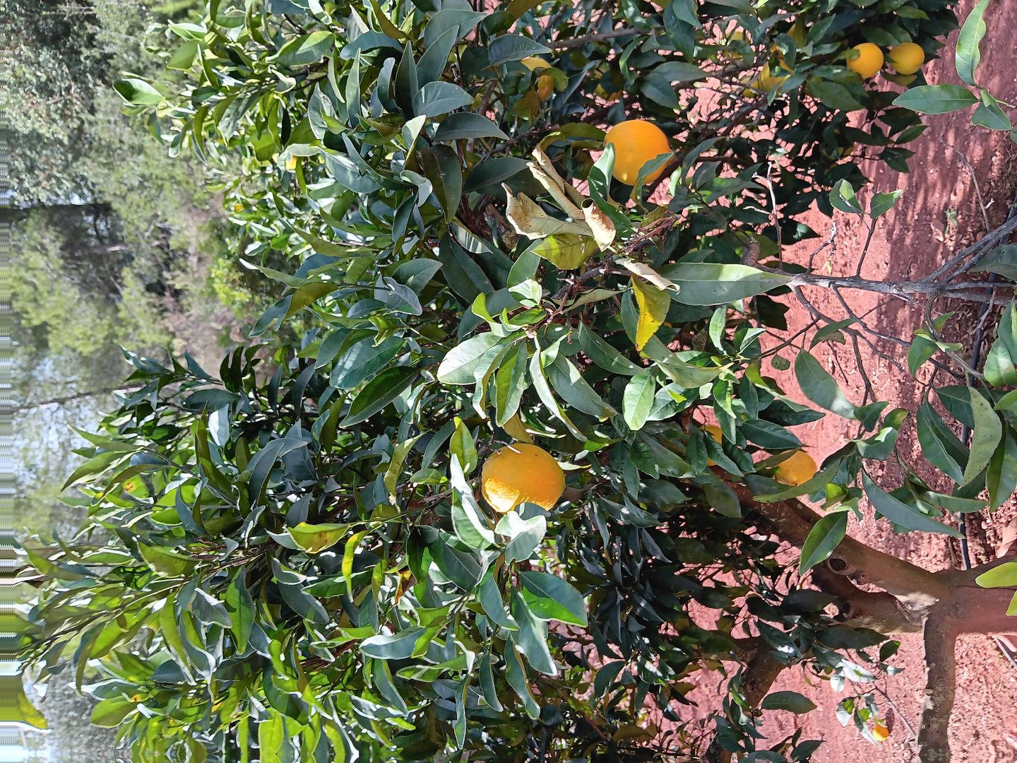 Orangenplantage in Valencia 