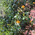 Orangenplantage in Valencia 