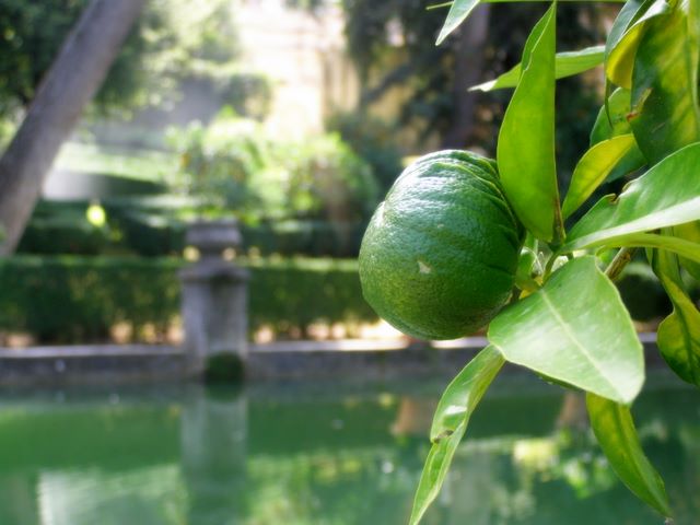 Oranger dans les jardins de la Villa d'Este (Tivoli - Italie)