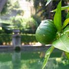 Oranger dans les jardins de la Villa d'Este (Tivoli - Italie)