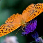 Oranger Falter an lilaer Blüte