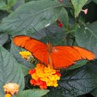 Oranger Falter auf Blume