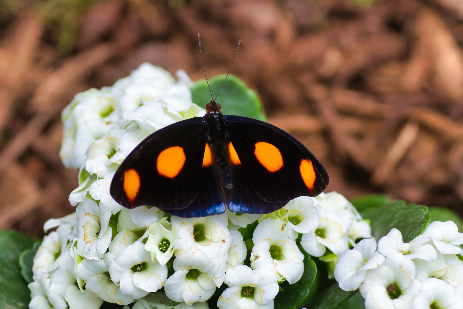 Oranger Fleckfalter