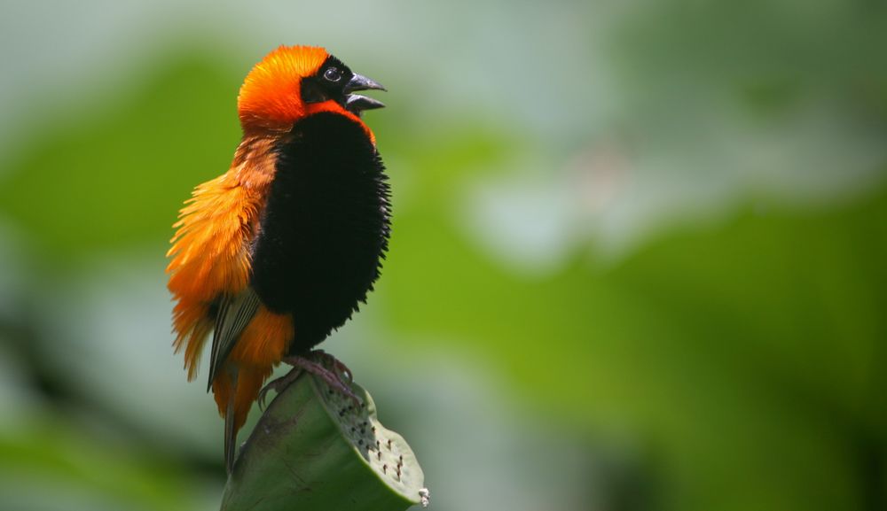 Oranger Jungvogel