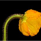 Oranger Klatschmohn