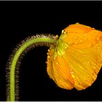 Oranger Klatschmohn