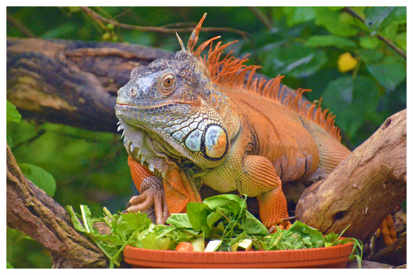 Oranger Leguan männlich