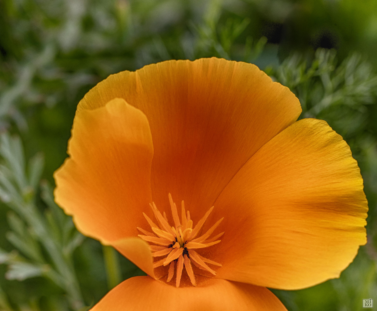 Oranger Mohn