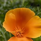 Oranger Mohn