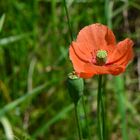 Oranger Mohn