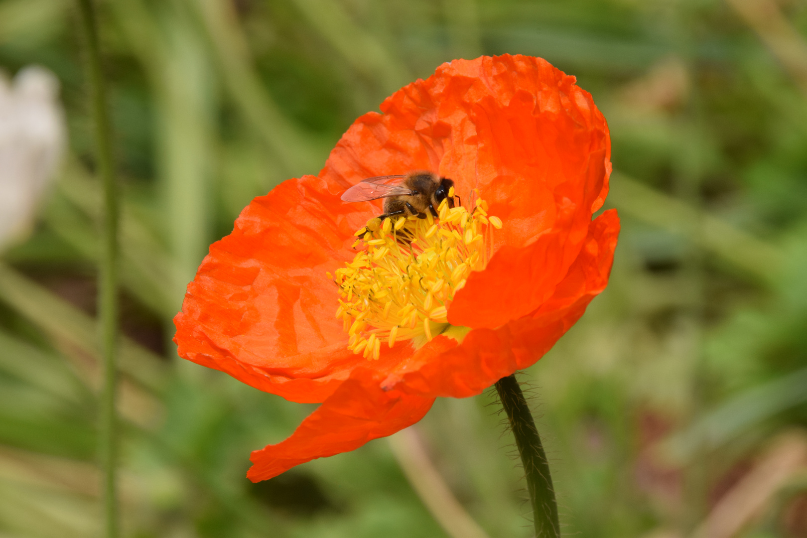 oranger Mohn