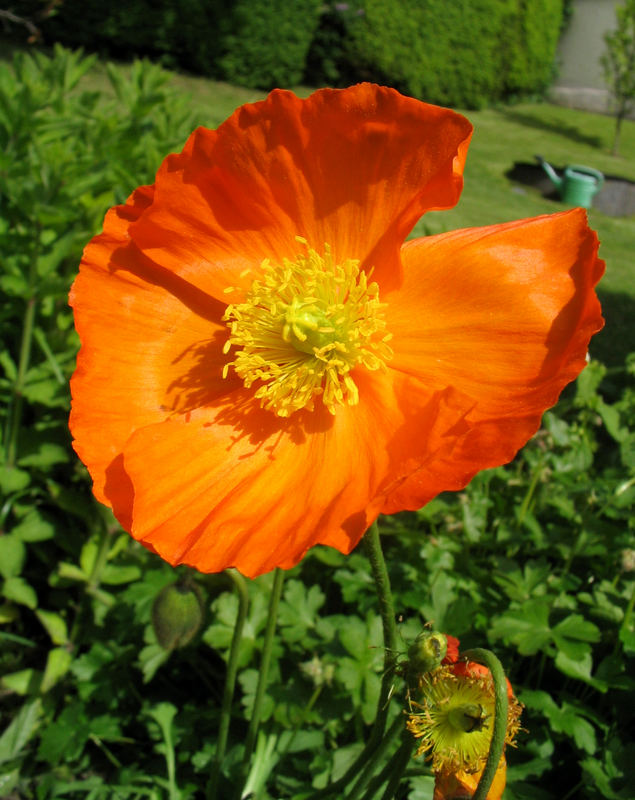 Oranger Mohn! Foto & Bild pflanzen, pilze & flechten, blüten