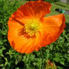 Oranger Mohn!