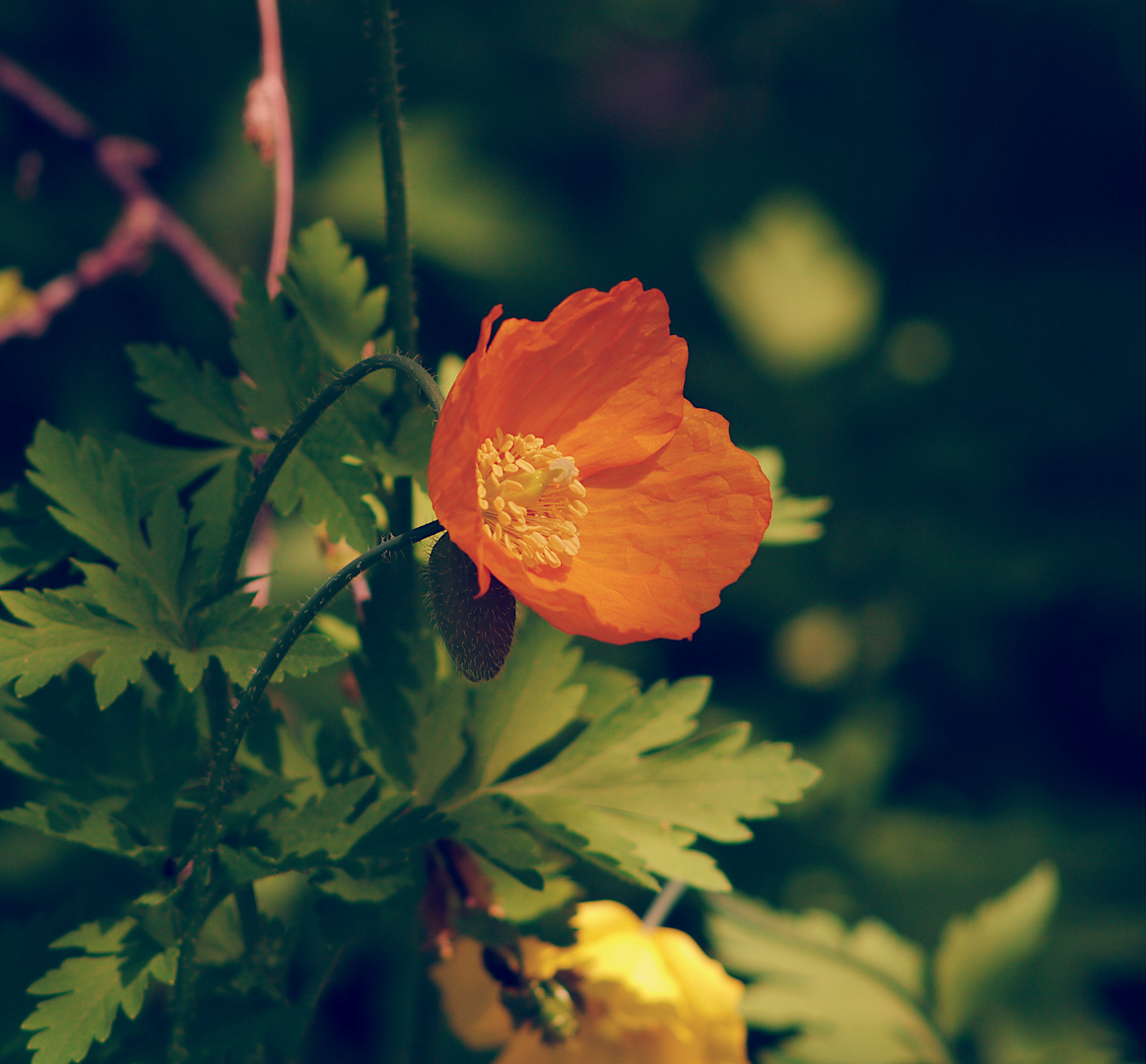 oranger Mohn - kreativ