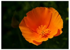 Oranger Mohn - Wildwuchs