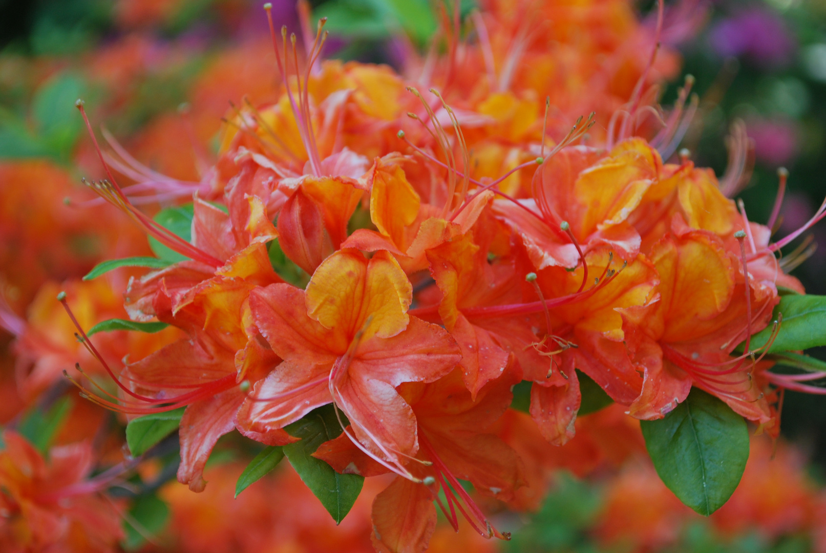 oranger Rhododendron