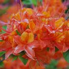 oranger Rhododendron