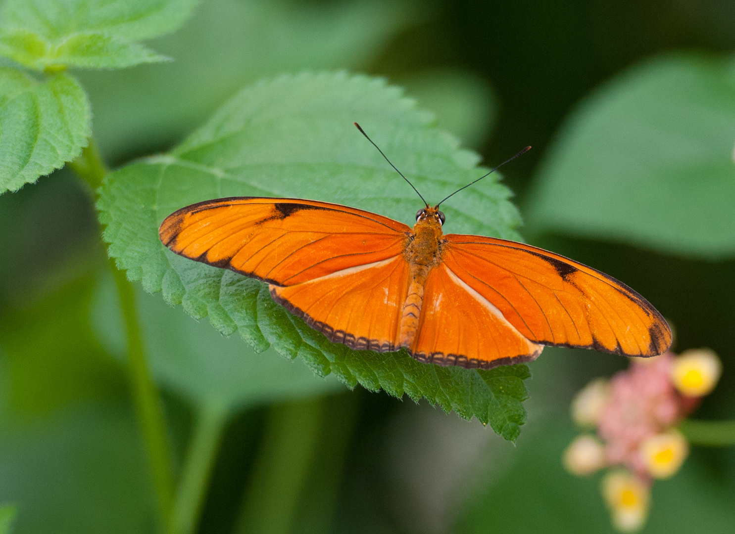 Oranger Schmettering