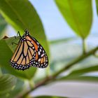 Oranger Schmetterling