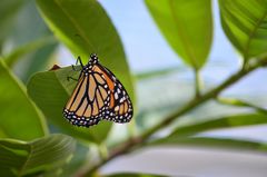 Oranger Schmetterling