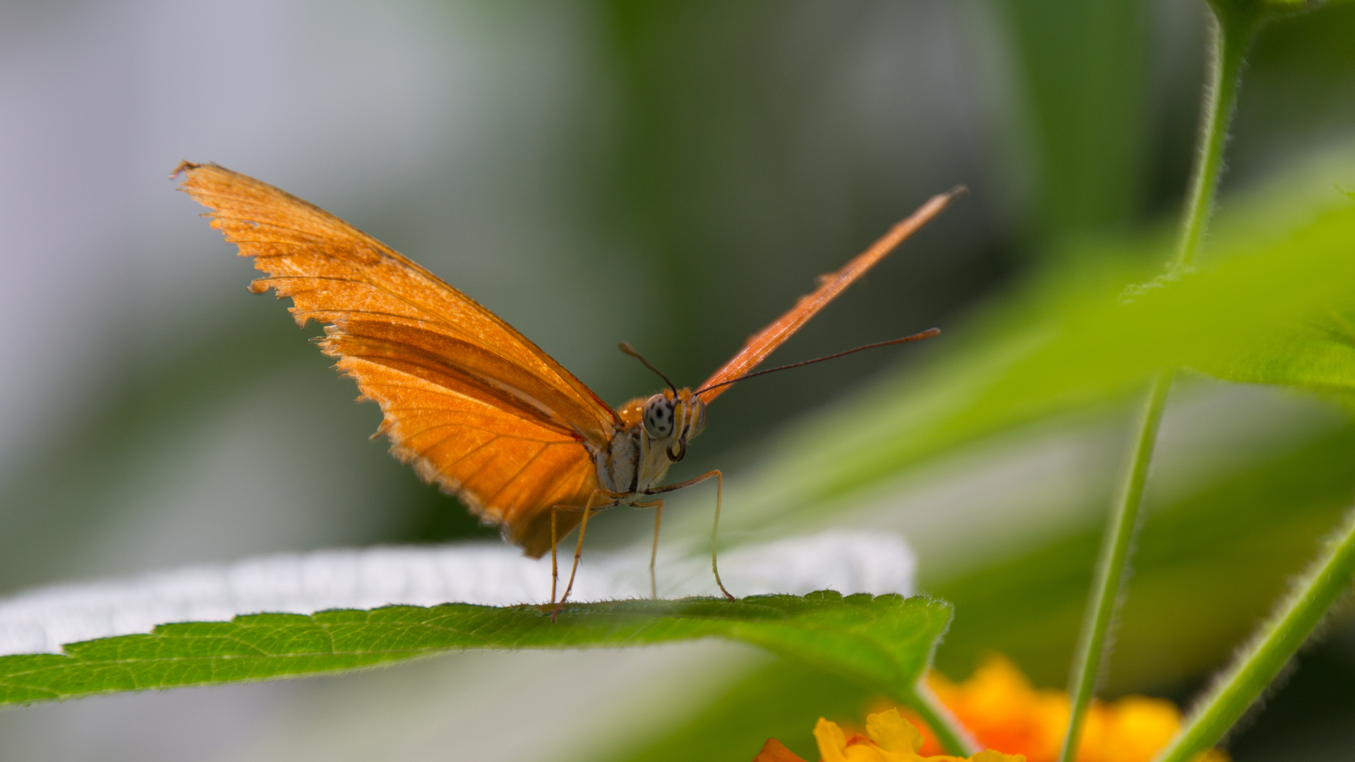 oranger Schmetterling