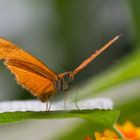 oranger Schmetterling