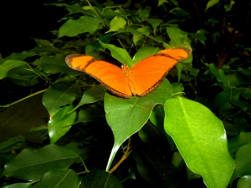 Oranger Schmetterling