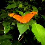 Oranger Schmetterling