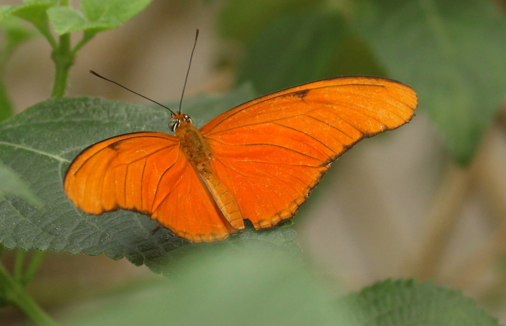 oranger Schmetterling
