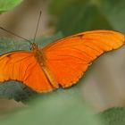 oranger Schmetterling