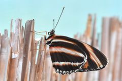 Oranger Tiger (Dryadula phaetusa) Profil