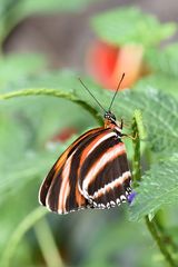 Oranger Tiger (Dryadula phaetusa) Unterseite