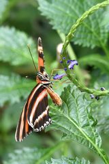 Oranger Tiger (Dryadula phaetusa) von oben