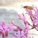 Oranger Weichkäfer besucht was Violettes