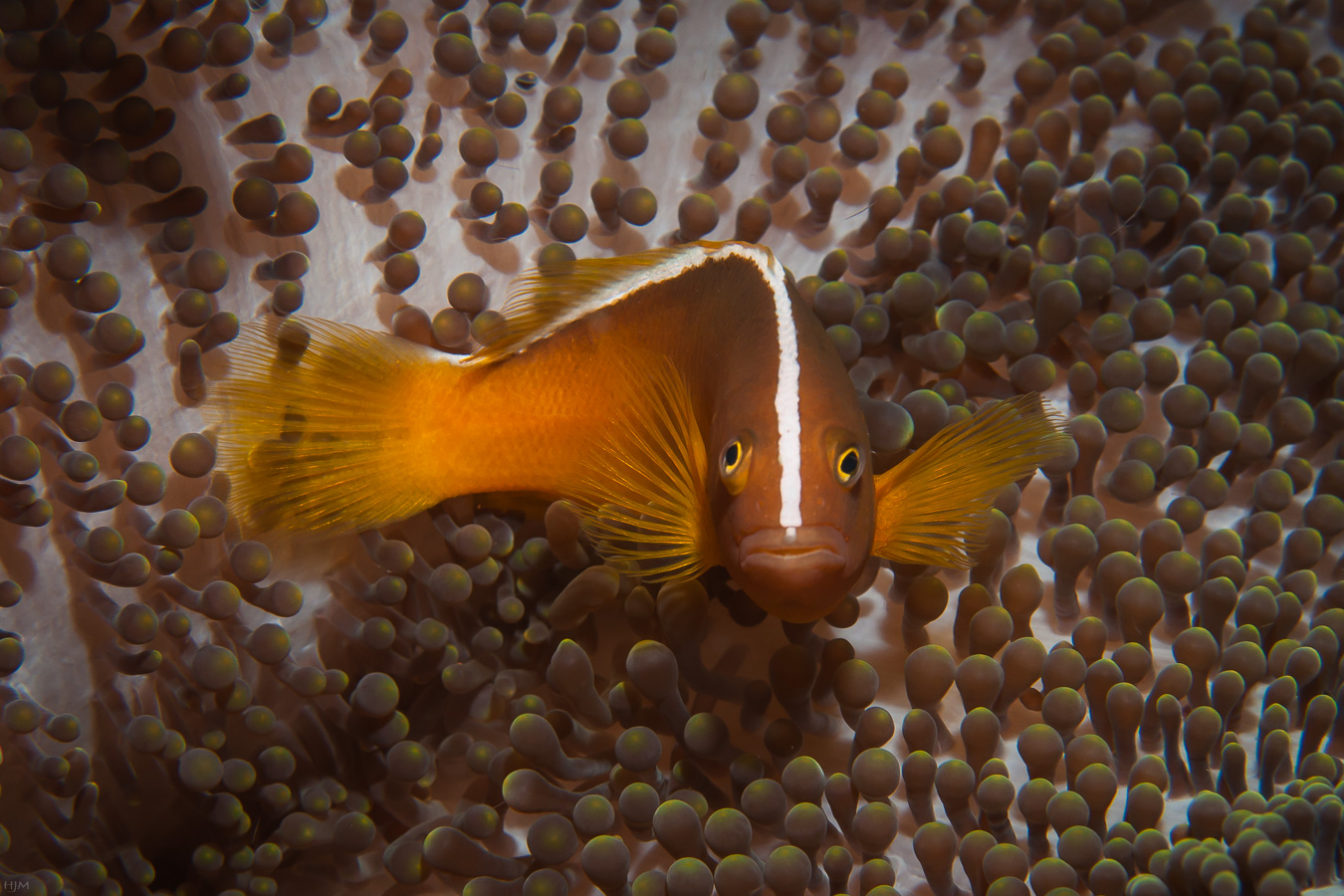 Oranger Weißrücken-Anemonenfisch